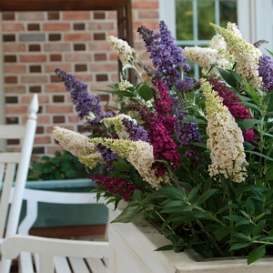 Buddleia 3N1 Red White Blue